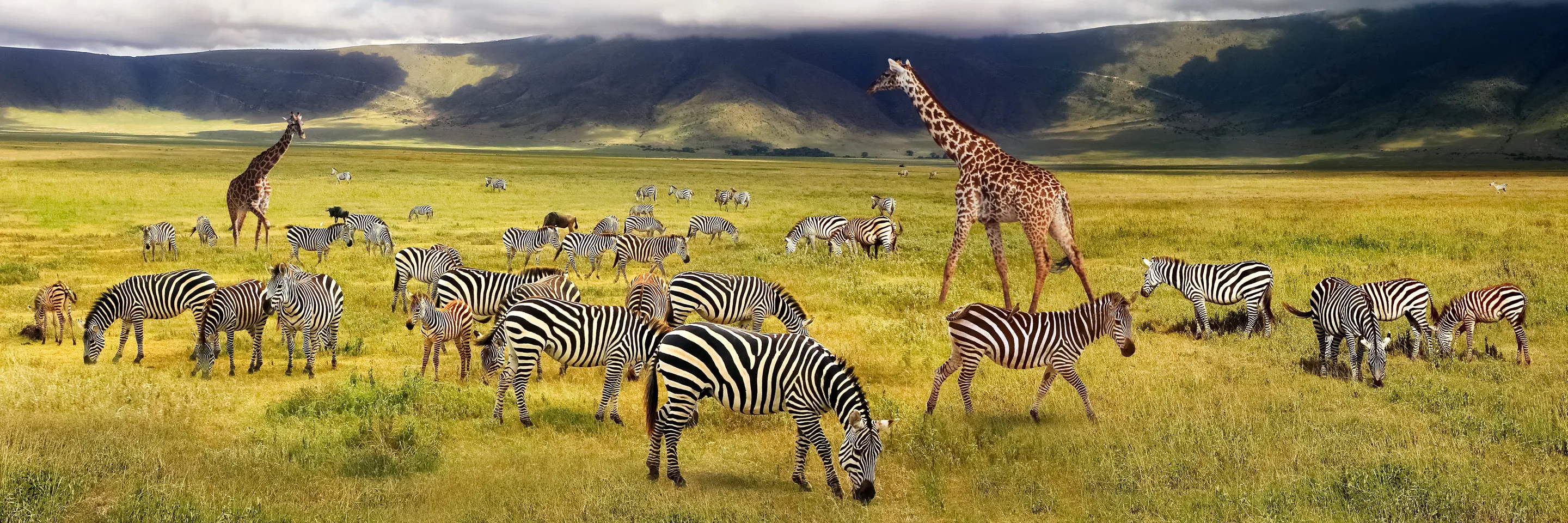Safari privat în Africa de Est — zebre și girafe în Ngorongoro